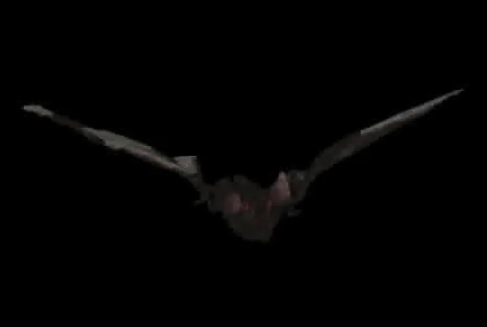 Bat with Light-up Eyes Hanging Halloween Prop - 54 inches