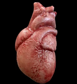 Beating "Human Heart" Silicone Human Body Part Halloween Prop