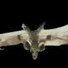 Brown Bat with Skull Head Animal Prop