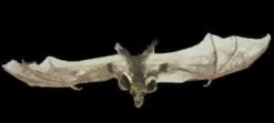 Brown Bat with Skull Head Animal Prop