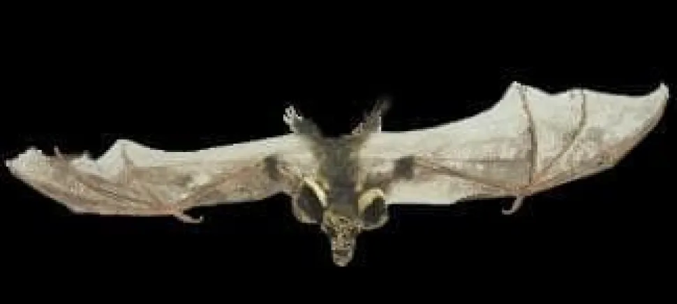 Brown Bat with Skull Head Animal Prop