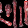 Burnt Body Parts Gory Halloween Props - Package Deal
