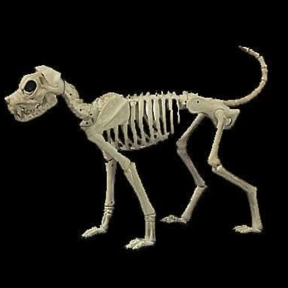 Buster Bonez Dog Skeleton Halloween Prop