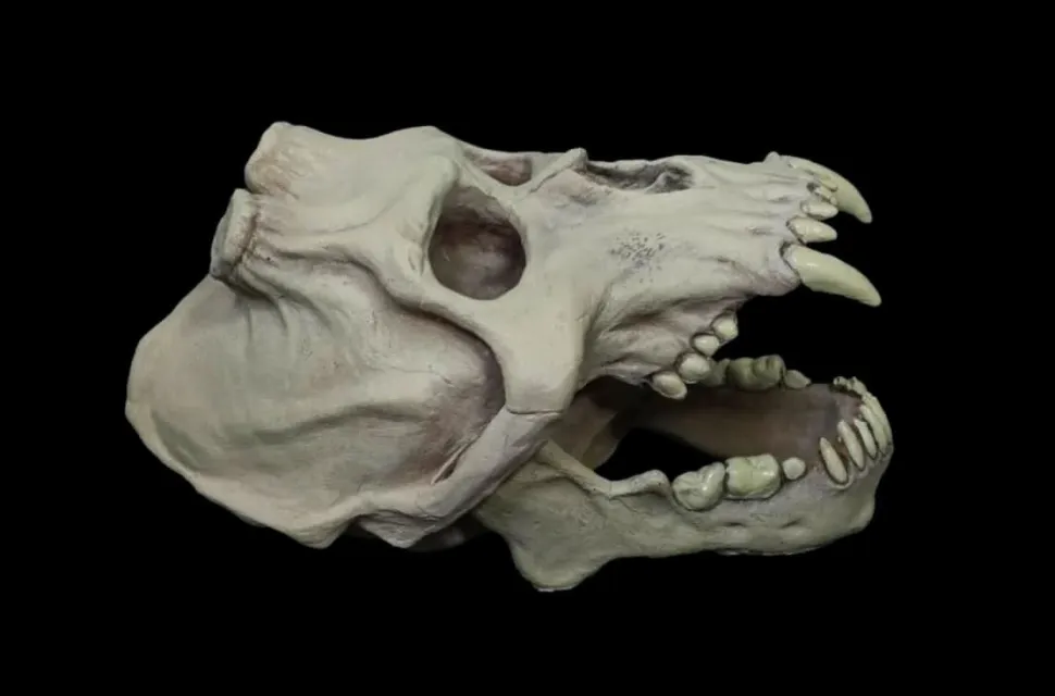 Chupacabra Skull Halloween Prop