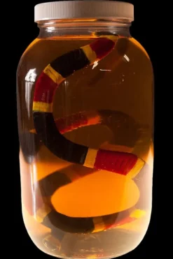 Coral Snake Replica Specimen Jar Halloween Prop