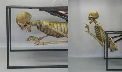 Crypt Dweller Skeleton Halloween Animatronic