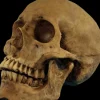 Hard Resin Human Skull - Movable Jaw Halloween Prop
