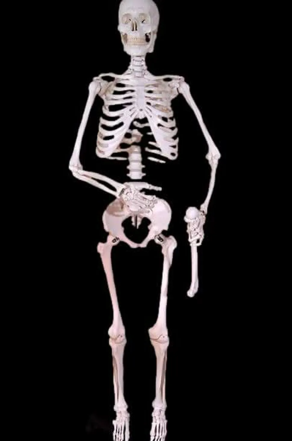 Harvey Posable Life Size Skeleton, 2nd Class