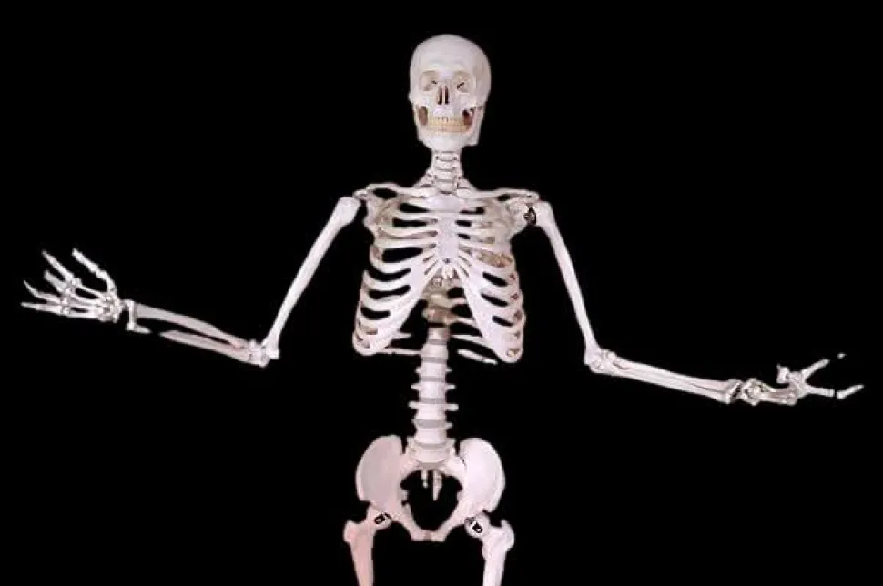 Harvey Posable Life Size Skeleton, 2nd Class