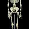 Human Skeleton Deluxe Movie Quality Halloween Prop