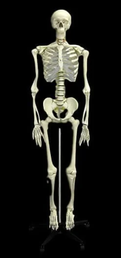 Human Skeleton Deluxe Movie Quality Halloween Prop