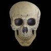 Human Skull Life Size Halloween Prop