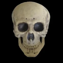 Human Skull Life Size Halloween Prop