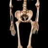 Life-Size Aged Skeleton