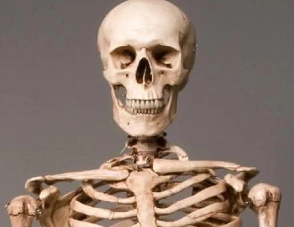 Life-Size Aged Skeleton