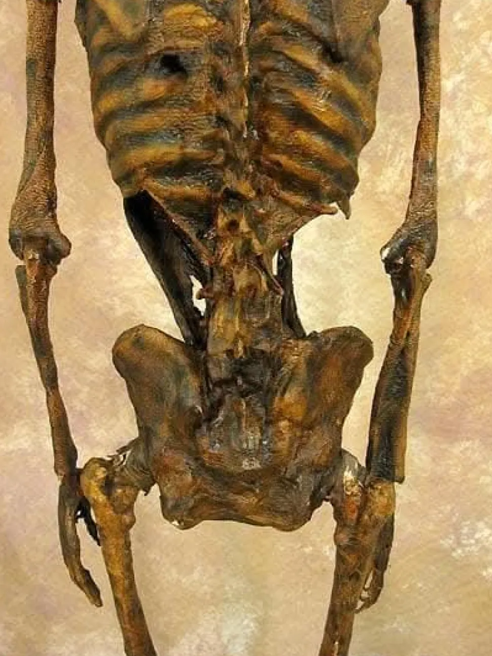 Life- Size Rotted Skeleton