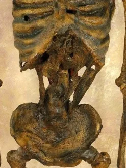 Life- Size Rotted Skeleton