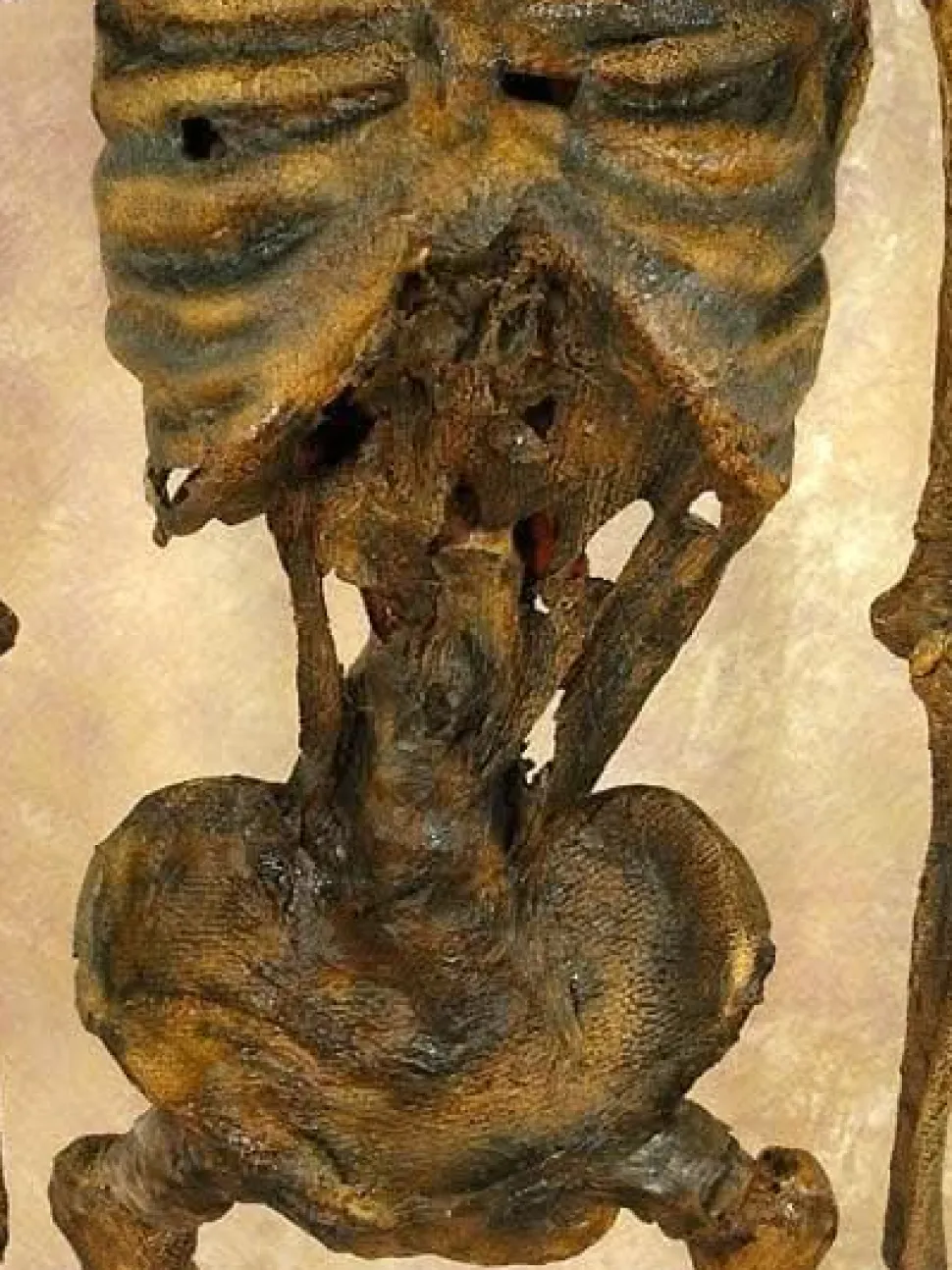Life- Size Rotted Skeleton