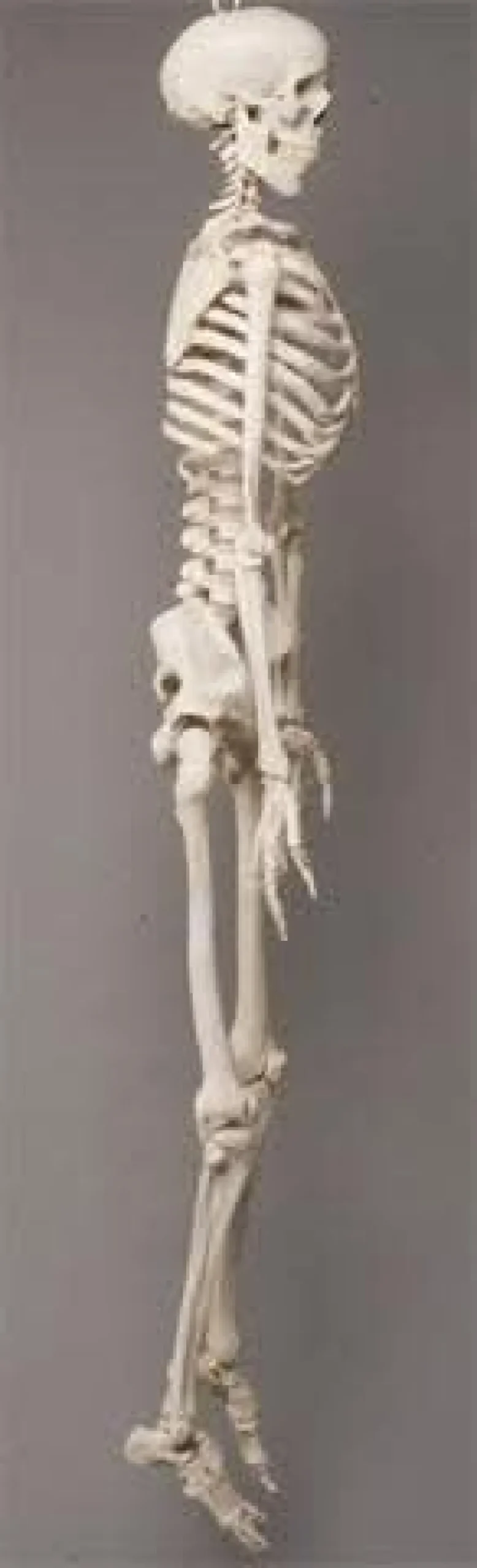 Life- Size Skeleton