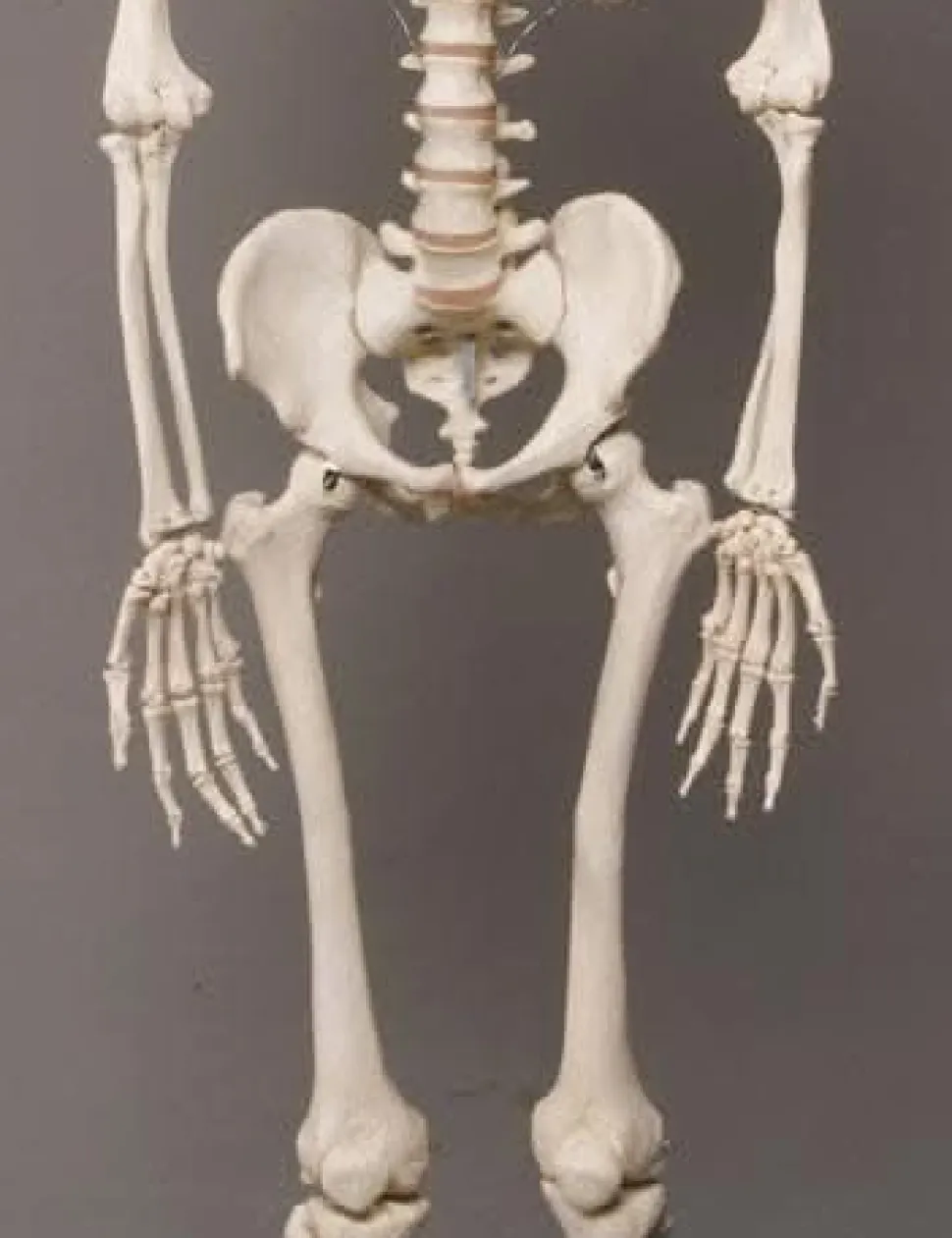 Life- Size Skeleton