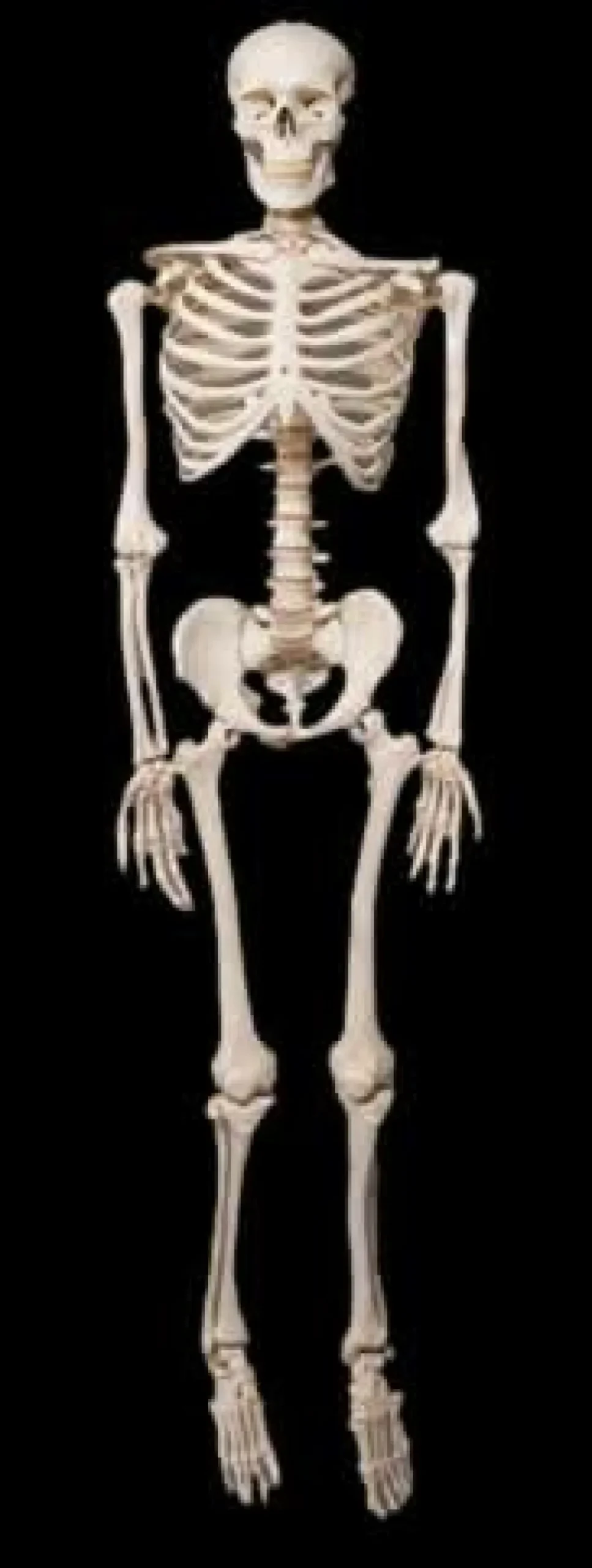Life- Size Skeleton
