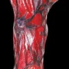 Peeled Flesh - Left Arm Human Body Part Halloween Prop