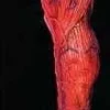 Peeled Flesh - Right Leg Human Body Part Halloween Prop