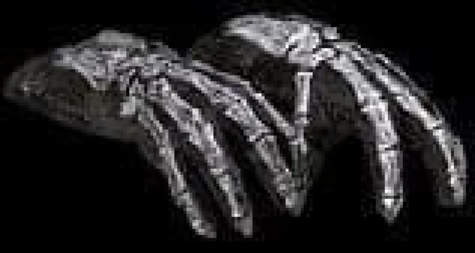 Rotted Biker Hands Halloween Costume Gloves