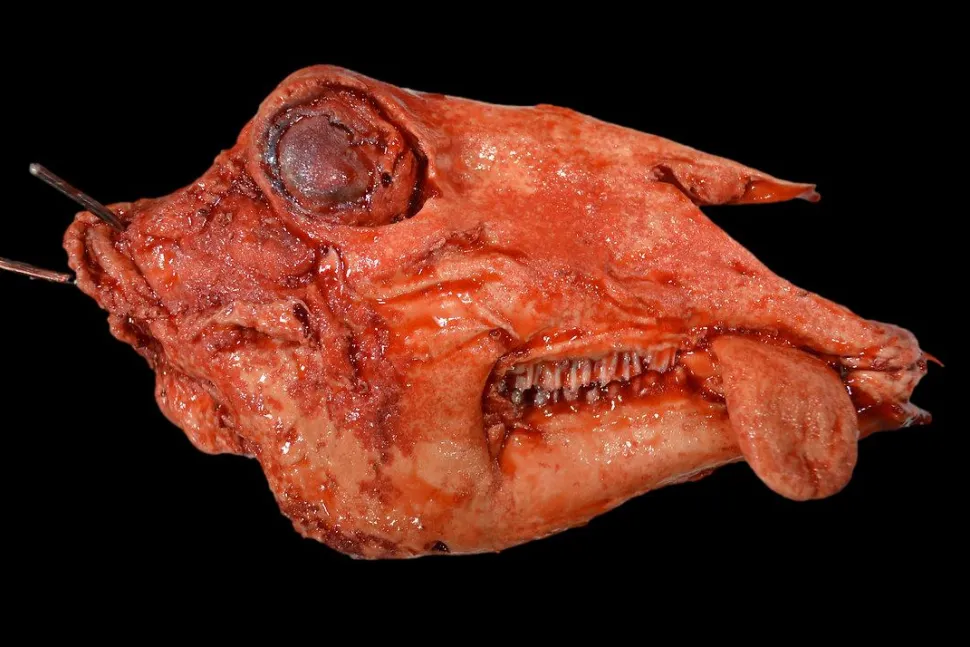 Severered Goat Head Halloween Prop