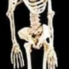 Skeleton Halloween Props - 6x Package Deal