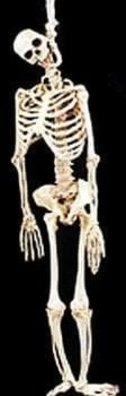 Skeleton Halloween Props - 6x Package Deal