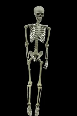 Skeleton Hanging Halloween Prop - 60"