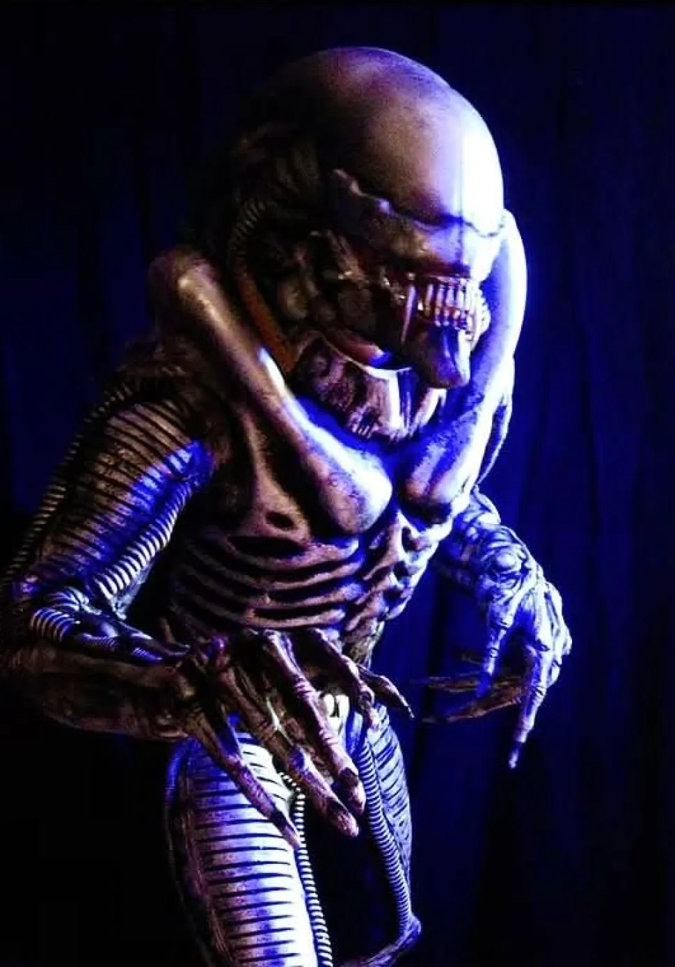 Zenomorph Professional Costume